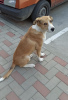 Zdjęcie №1. pies nierasowy - na sprzedaż w Krasnodar | Bezpłatny | Zapowiedź №7515