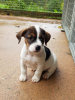 Zdjęcie №3. Zeldzame Jack Russell Terrier-szczenięta. Holandia