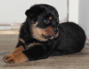 Zdjęcie №1. rottweiler - na sprzedaż w Bremen | Bezpłatny | Zapowiedź №95052