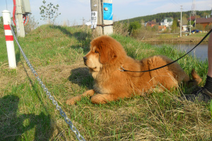 Zdjęcie №1. mastif tybetański - na sprzedaż w Jekaterynburg | 3025zł | Zapowiedź №3199