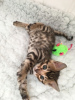 Dodatkowe zdjęcia: Kocięta rasy Champion Bloodline Bengal Cats dostępne do adopcji