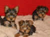 Zdjęcie №2 do zapowiedźy № 121057 na sprzedaż  yorkshire terrier - wkupić się Niemcy hodowca