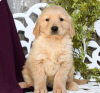 Zdjęcie №1. golden retriever - na sprzedaż w Larnaca | 2930zł | Zapowiedź №103932