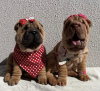 Zdjęcie №1. shar pei - na sprzedaż w Tallinn | 4zł | Zapowiedź №77738