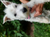 Zdjęcie №1. west highland white terrier - na sprzedaż w Brudzów | 1300zł | Zapowiedź №119426