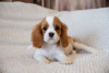 Dodatkowe zdjęcia: Szczenięta Cavalier King Charles Spaniel