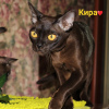 Zdjęcie №2 do zapowiedźy № 24283 na sprzedaż  kot burmski - wkupić się Federacja Rosyjska od żłobka
