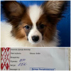 Zdjęcie №2 do zapowiedźy № 40070 na sprzedaż  papillon (rasa psów) - wkupić się Białoruś prywatne ogłoszenie