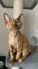 Zdjęcie №1. devon rex - na sprzedaż w Беларусь | negocjowane | Zapowiedź № 82796