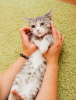 Dodatkowe zdjęcia: Kotek Korzhik w dobrych rękach