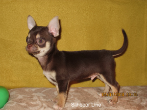 Dodatkowe zdjęcia: Czekoladowy pies Chihuahua do krycia