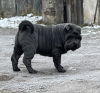 Zdjęcie №3. Shar Pei FCI Sunia. Polska