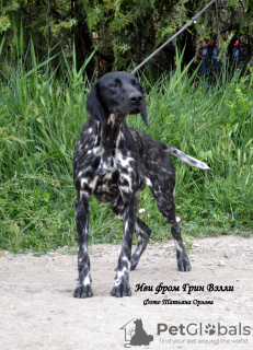 Zdjęcie №4. Sprzedam pies nierasowy w Symferopol. od żłobka - cena - 3071zł
