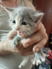 Dodatkowe zdjęcia: Puszyste kociaki od kota perskiego