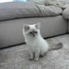 Zdjęcie №2 do zapowiedźy № 89863 na sprzedaż  kot syberyjski - wkupić się Australia 