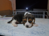 Zdjęcie №1. beagle (rasa psa) - na sprzedaż w Nemenikuće | negocjowane | Zapowiedź №73026