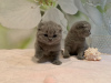 Zdjęcie №3. Śliczne zaszczepione kocięta Scottish Fold są już dostępne. Niemcy