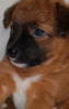 Zdjęcie №1. nagi pies meksykański - na sprzedaż w Czerkasy | negocjowane | Zapowiedź №17913