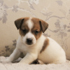 Zdjęcie №1. jack russell terrier - na sprzedaż w Москва | 2zł | Zapowiedź №81438