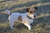 Zdjęcie №2 do zapowiedźy № 7730 na sprzedaż  jack russell terrier - wkupić się Ukraina od żłobka