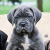 Zdjęcie №4. Sprzedam cane corso w Monachium. prywatne ogłoszenie - cena - Bezpłatny