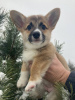 Dodatkowe zdjęcia: Welsh Corgi 3 mięsiąca (utytułowane rodzicy )