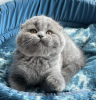 Zdjęcie №1. scottish fold - na sprzedaż w Пршибрам | 59421zł | Zapowiedź № 75130