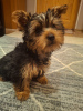 Zdjęcie №1. yorkshire terrier biewer, yorkshire terrier - na sprzedaż w Ryga | 2511zł | Zapowiedź №127654