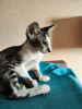 Zdjęcie №1. kot peterbald - na sprzedaż w Cherepovets | negocjowane | Zapowiedź № 63990