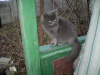 Zdjęcie №2 do zapowiedźy № 7710 na sprzedaż  kot brytyjski długowłosy - wkupić się Ukraina prywatne ogłoszenie