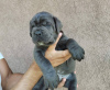 Zdjęcie №4. Sprzedam cane corso w Belgrad.  - cena - negocjowane