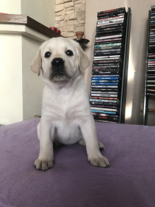 Zdjęcie №4. Sprzedam labrador retriever w Czelabińsk. hodowca - cena - 1960zł