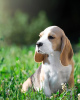 Zdjęcie №1. beagle (rasa psa) - na sprzedaż w Quakenbrück | 1674zł | Zapowiedź №103661