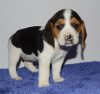 Zdjęcie №2 do zapowiedźy № 79586 na sprzedaż  beagle (rasa psa) - wkupić się Cypr 