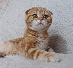 Zdjęcie №1. scottish fold - na sprzedaż w Dnipro | 792zł | Zapowiedź № 2996