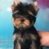 Zdjęcie №1. yorkshire terrier - na sprzedaż w Herschweiler-Pettersheim | 931zł | Zapowiedź №42916