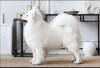 Zdjęcie №2 do zapowiedźy № 22746 na sprzedaż  samojed (rasa psa) - wkupić się Białoruś prywatne ogłoszenie