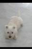 Zdjęcie №2 do zapowiedźy № 109990 na sprzedaż  west highland white terrier - wkupić się Serbia hodowca