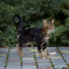 Zdjęcie №2 do zapowiedźy № 15914 na sprzedaż  kot bengalski - wkupić się Federacja Rosyjska prywatne ogłoszenie, od żłobka, hodowca