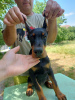 Zdjęcie №4. Sprzedam doberman w Belgrad.  - cena - Bezpłatny