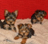 Zdjęcie №1. yorkshire terrier - na sprzedaż w Ivaň | negocjowane | Zapowiedź №96511