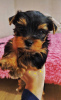 Zdjęcie №1. yorkshire terrier - na sprzedaż w Mariupol | negocjowane | Zapowiedź №9348