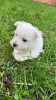 Zdjęcie №3. Szczenięta West Highland White Terrier. Niemcy