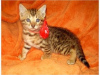 Zdjęcie №1. kot bengalski - na sprzedaż w Флорида Сити | 3961zł | Zapowiedź № 50408