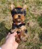 Zdjęcie №4. Sprzedam yorkshire terrier w Bielefeld. prywatne ogłoszenie - cena - 1109zł