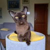 Zdjęcie №1. kot burmski - na sprzedaż w Ryga | negocjowane | Zapowiedź № 89595