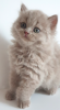 Zdjęcie №2 do zapowiedźy № 27892 na sprzedaż  kot brytyjski długowłosy - wkupić się Republika Czeska hodowca