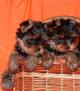 Dodatkowe zdjęcia: Szczenięta Yorkshire terrier, dwie dziewczyny.