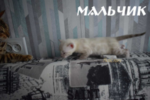 Zdjęcie №2 do zapowiedźy № 5615 na sprzedaż  kot bengalski - wkupić się Federacja Rosyjska od żłobka