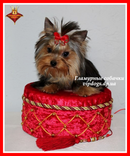 Zdjęcie №1. yorkshire terrier - na sprzedaż w Kijów | 11360zł | Zapowiedź №6235